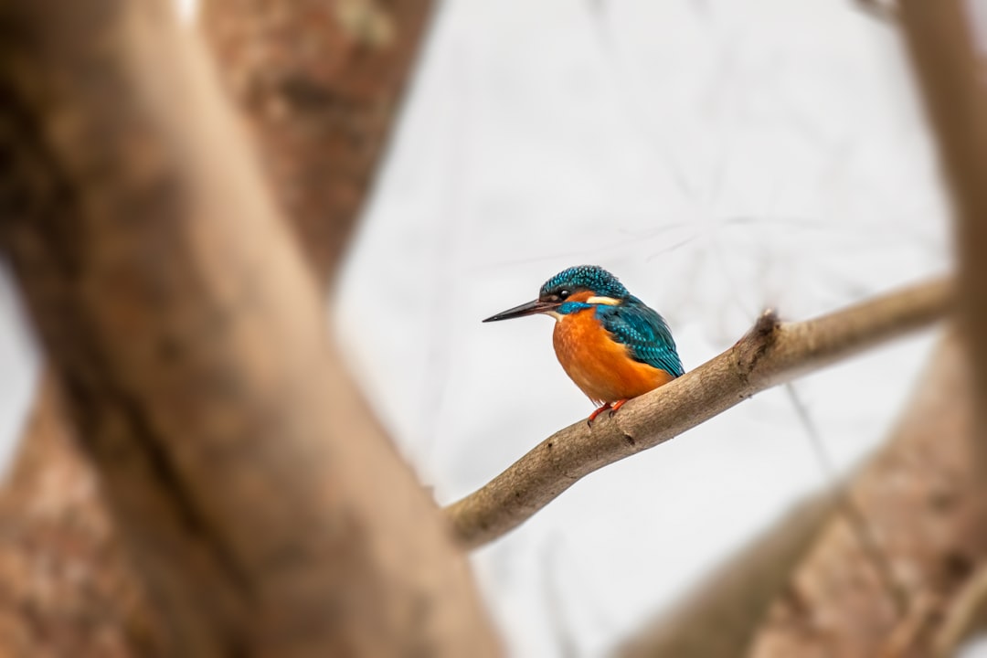 Exploring the World of Blue Birds: Blue Jays, Eastern Bluebirds, and Mountain Bluebirds