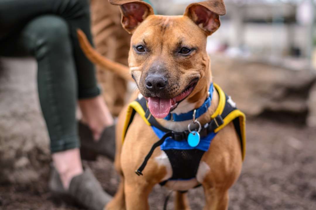 Master Off Leash K9 Training for a Well-Behaved Pup